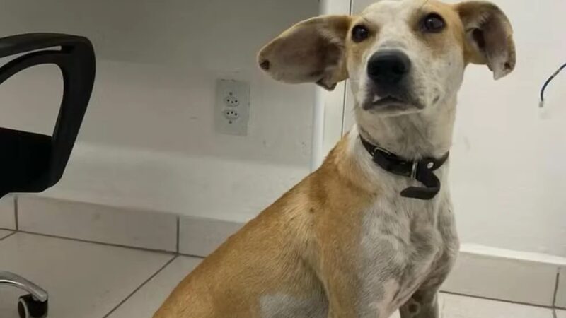 Vídeo: mulher é indiciada por jogar seu próprio cachorro de uma ponte em Joinville