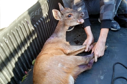 Corpo de Bombeiros resgata cervo ferido em uma cerca