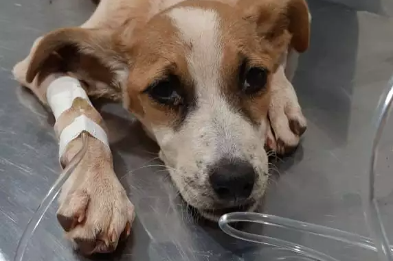 PL obriga pet shops e clínicas veterinárias informar autoridades suspeita de maus tratos a animais em Itaúna