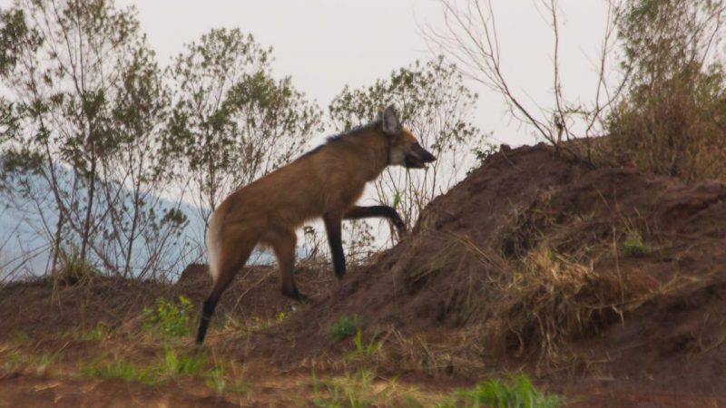Lobo-guará recebe colar com GPS em ação inédita da Mineração Usiminas