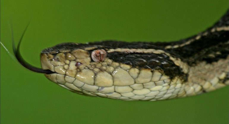 Pesquisadores descobrem que veneno de cobra brasileira pode evitar reprodução do coronavírus