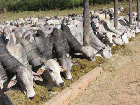 Frigoríficos de MG param de comprar gado depois de caso de vaca louca
