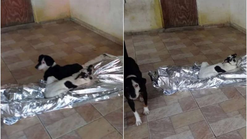 Cachorros velam corpo de homem que morreu à espera do Samu