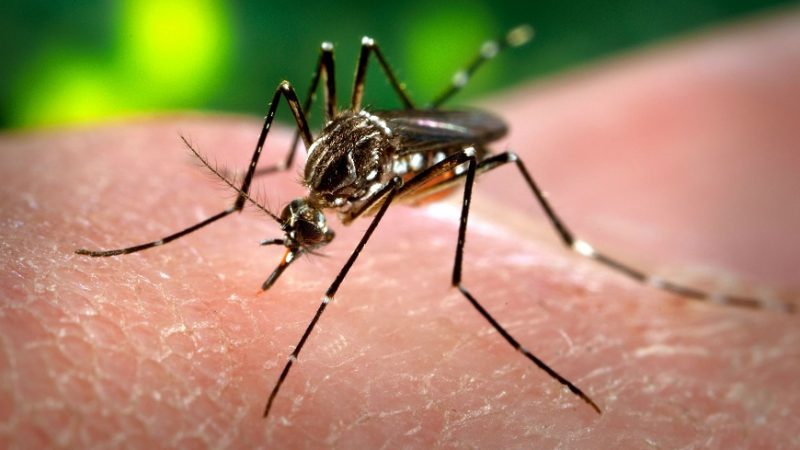 É alto o índice de infestação do  Aedes Aegypti em Itaúna