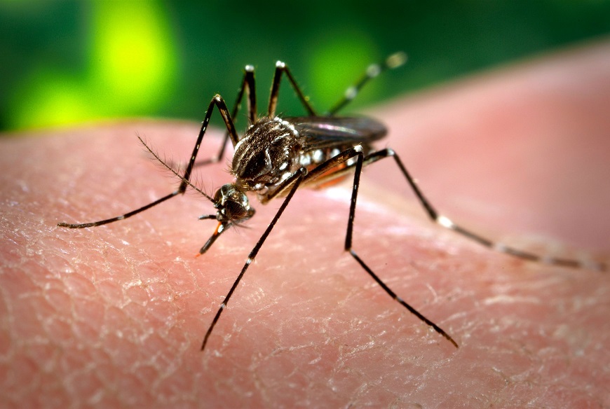 É alto o índice de infestação do  Aedes Aegypti em Itaúna