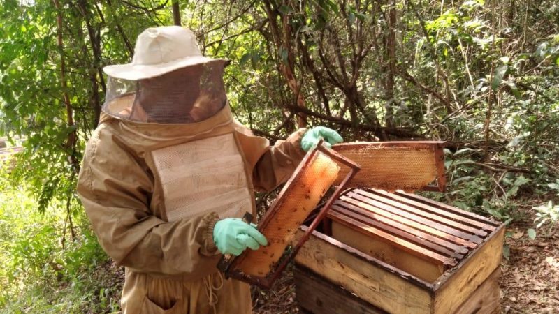 Mineração Usiminas incentiva apicultura por meio do projeto Mina de Mel
