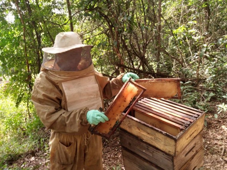 Mineração Usiminas incentiva apicultura por meio do projeto Mina de Mel