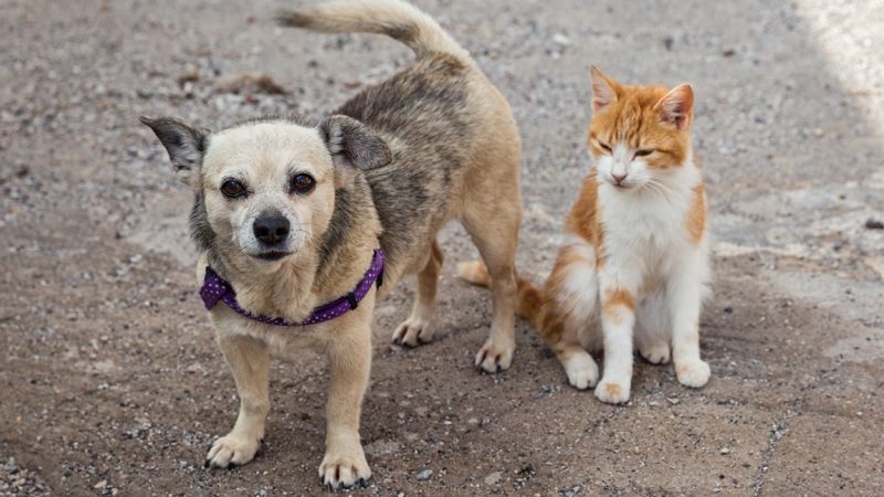 Audiência Pública de Defesa Animal  será hoje, dia 14