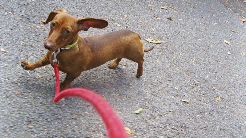 Prisões ganham canis onde presos podem cuidar de cães abandonados em SP