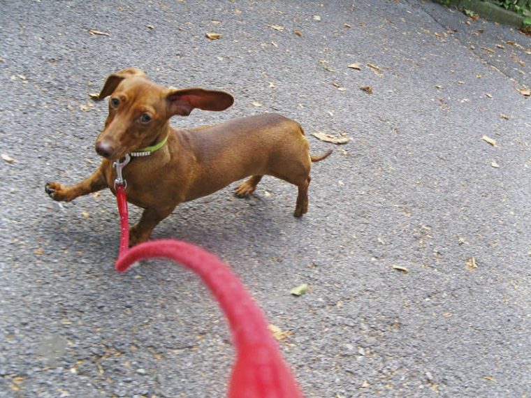 Prisões ganham canis onde presos podem cuidar de cães abandonados em SP