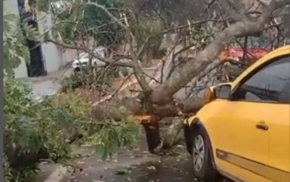 Árvore cai sobre carro no Bairro Padre Eustáquio