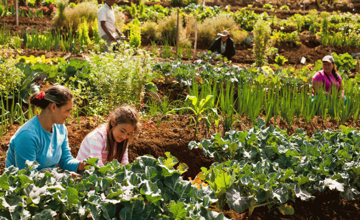 Inscrições para Programa Produção de Alimentos 2023 começam no dia 2 de janeiro