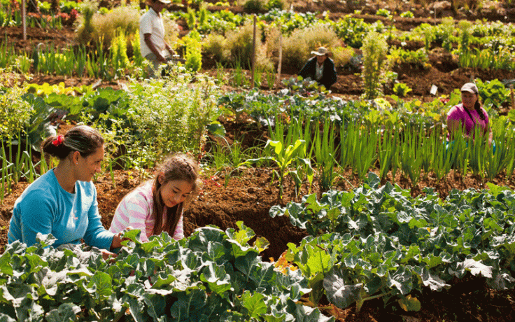 Inscrições para Programa Produção de Alimentos 2023 começam no dia 2 de janeiro