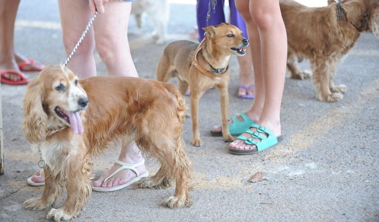 Governo proíbe uso de animais em pesquisas de cosméticos e perfumes. Dê a sua opinião