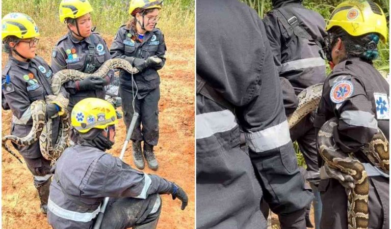 Vídeo: cobra asiática de 3 metros de comprimento causa medo em cidade mineira