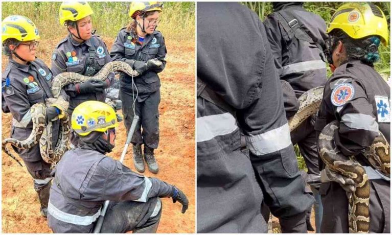Vídeo: cobra asiática de 3 metros de comprimento causa medo em cidade mineira