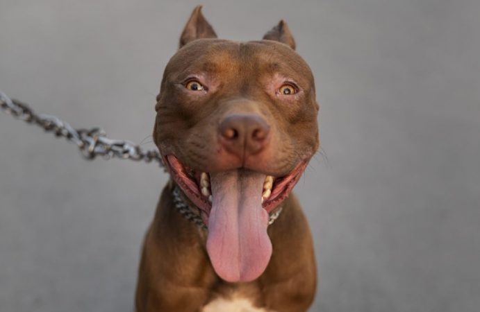 Polícia Militar abate dois cães pitbull que atacavam idoso em academia ao ar livre