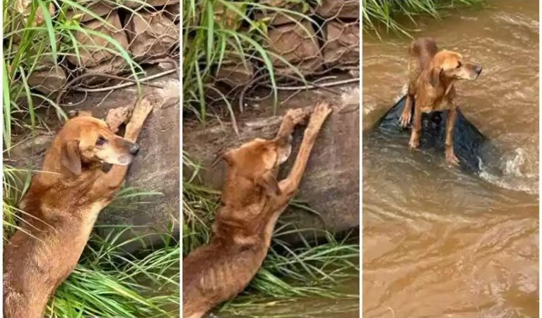 Vídeo: Bombeiros salvam animal de afogamento em ribeirão na cidade de Congonhas