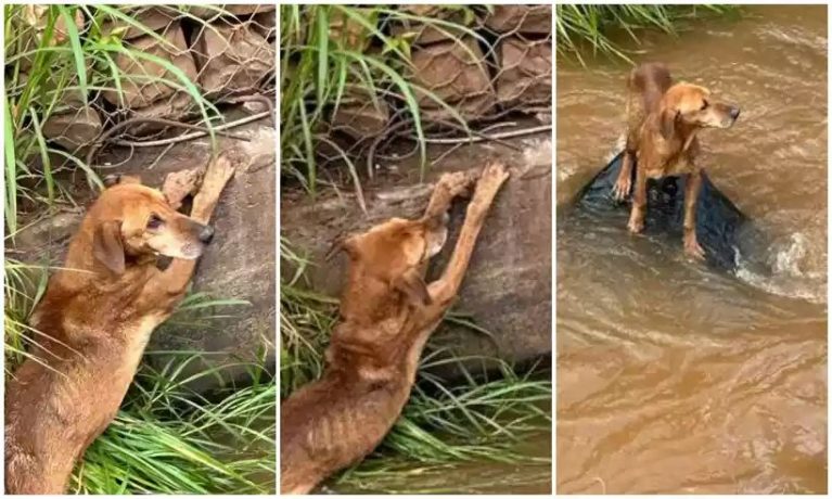 Vídeo: Bombeiros salvam animal de afogamento em ribeirão na cidade de Congonhas