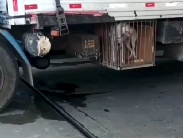 PRF resgata cadela que sofria maus tratos em viagem de Campinhas a Paraíba
