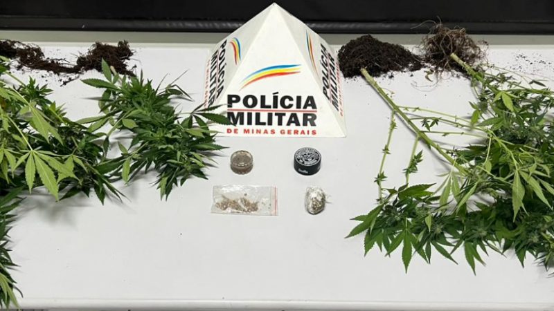 Maconha, pés de maconha e sementes de maconha e agricultor foi preso