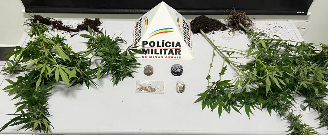 Maconha, pés de maconha e sementes de maconha e agricultor foi preso