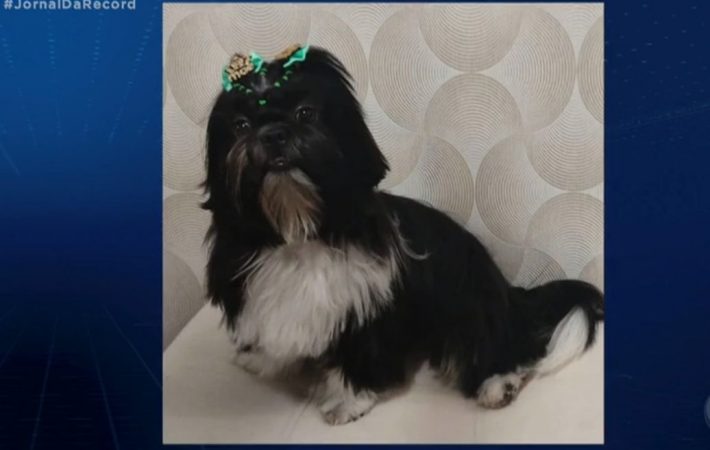 Vídeo: funcionária de pet shop agride cadela durante a tosa que acaba morrendo