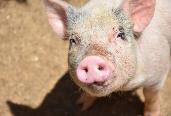 Porco foge para chácara do vizinho e caso termina em paulada e tiro