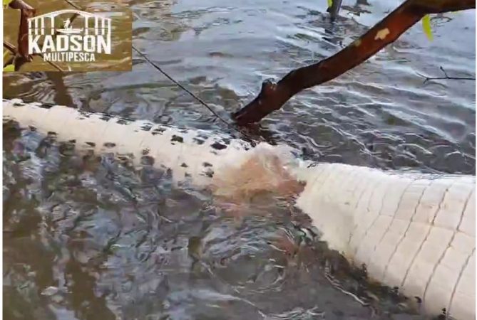 Vídeo: piranhas devoram jacaré no Tocantins, como se fosse papel