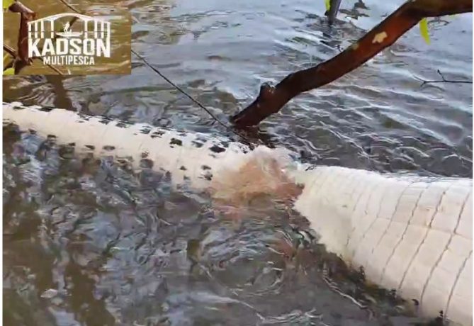 Vídeo: piranhas devoram jacaré no Tocantins, como se fosse papel