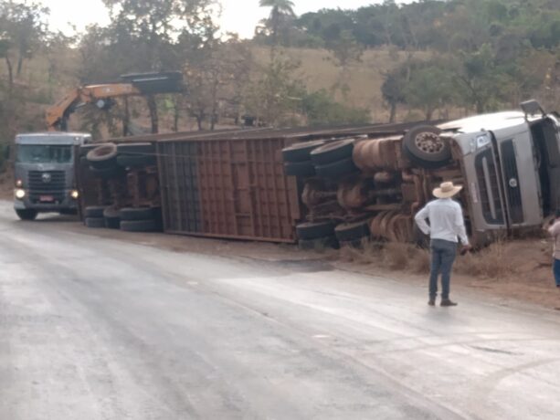 Caminhão carregado com gado tomba na pista e 30 animais morrem