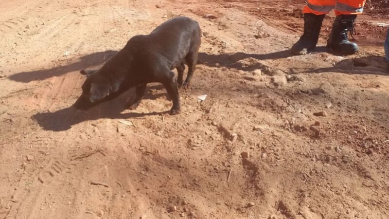 Vídeos: bombeiros de Pará de Minas resgatam cão cego em rio