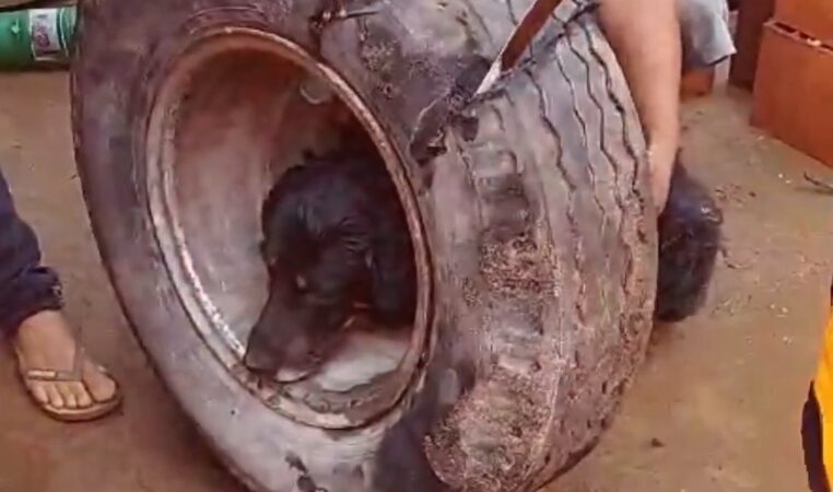 Vídeo: Bombeiros resgatam cão com cabeça presa em roda de caminhão