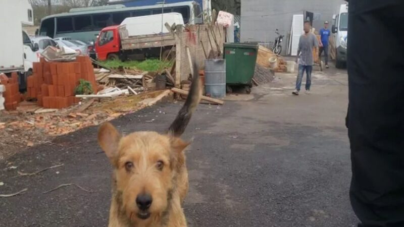 Vídeo: cão morou na delegacia onde seu tutor estava detido e o reencontra após três meses