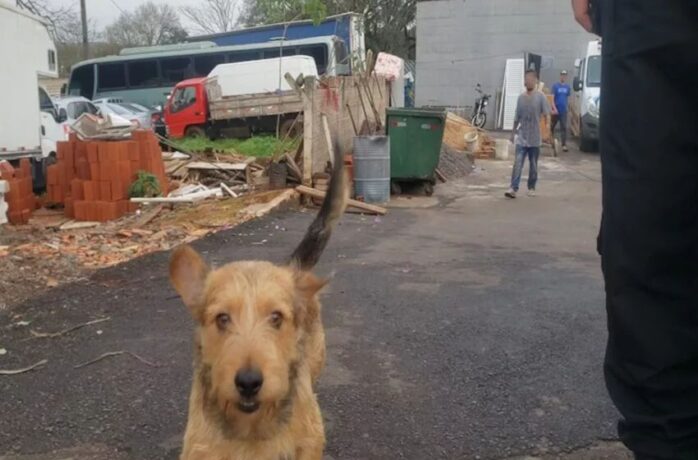 Vídeo: cão morou na delegacia onde seu tutor estava detido e o reencontra após três meses