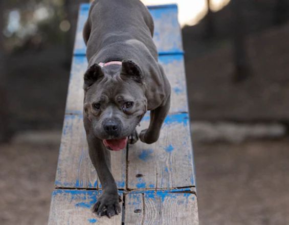 Cães da raça Pitbull voltam a atacar em Itaúna; PM procura tutores