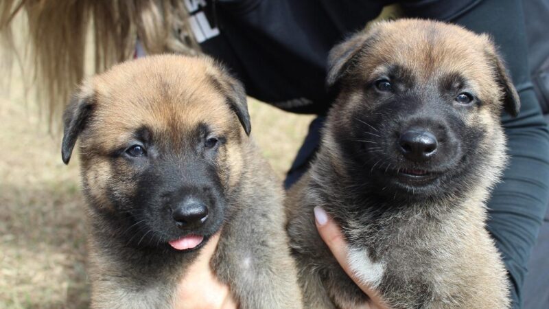 Escolha os nomes dos novos cães da Polícia Civil de Minas Gerais