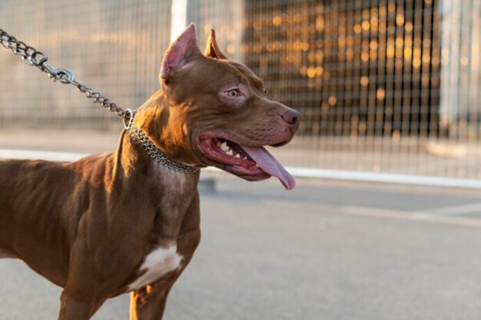 Cão da raça Pitbull mata bebê em ataque e é abatido por policiais