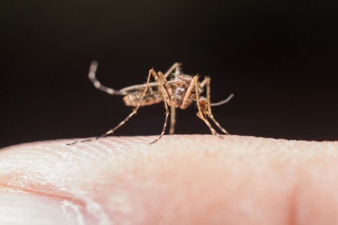 Alerta: Itaúna está com alto risco de infestação do Aedes aegypti