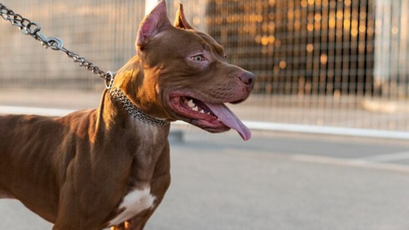 Cão da raça pit bull foge e ataca criança de 11 anos no bairro Cidade Nova II