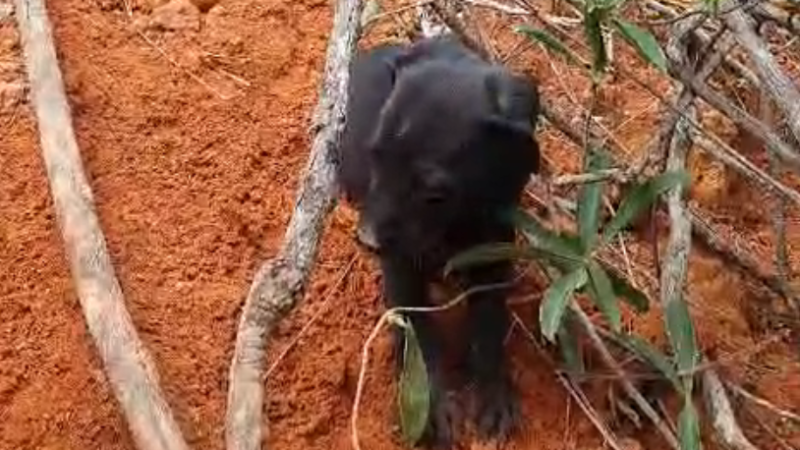 Vídeos: bombeiros salvam filhotes de cães de dentro de cratera de erosão