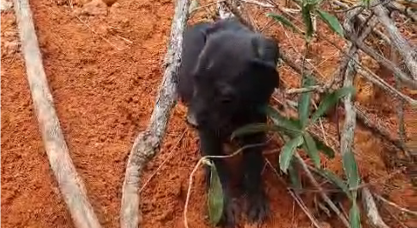 Vídeos: bombeiros salvam filhotes de cães de dentro de cratera de erosão