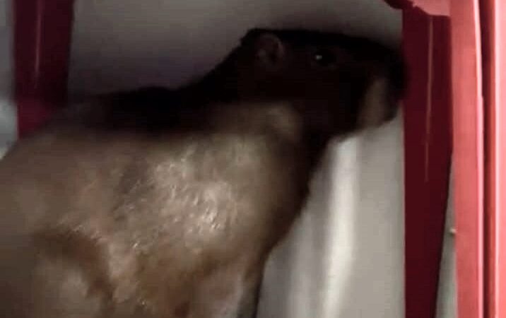 Vídeo: capivara se assusta com movimento de rua e se protege em um bar na rua Santana