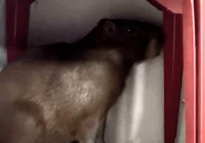 Vídeo: capivara se assusta com movimento de rua e se protege em um bar na rua Santana