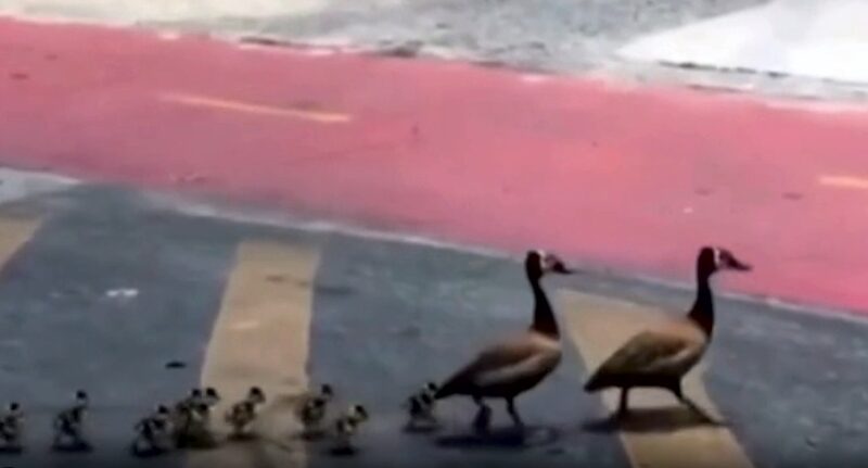 Vídeo: família de patos sai para passear e causa engarrafamento na região da Pampulha em BH