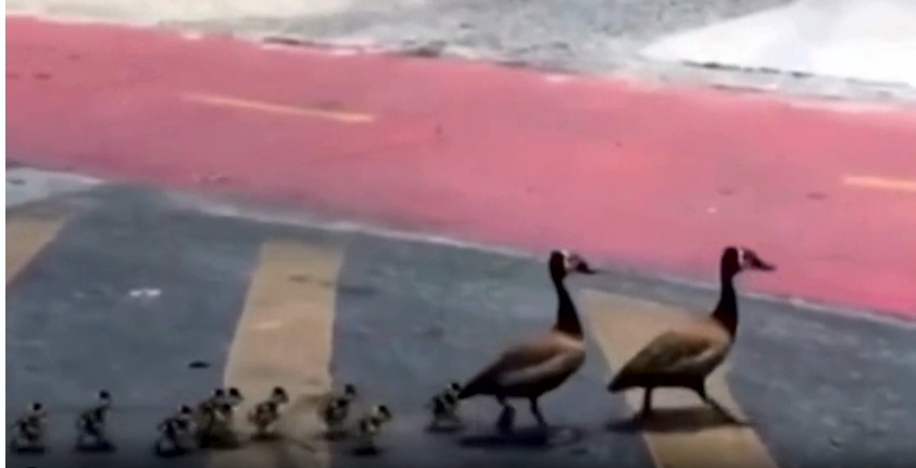Vídeo: família de patos sai para passear e causa engarrafamento na região da Pampulha em BH