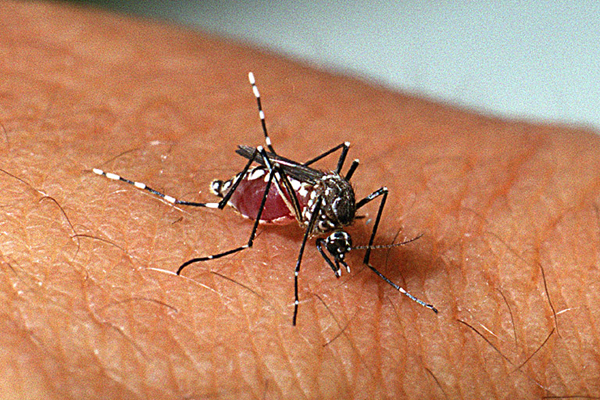 Prefeitura alerta para o alto número de infestação do Aedes aegypti