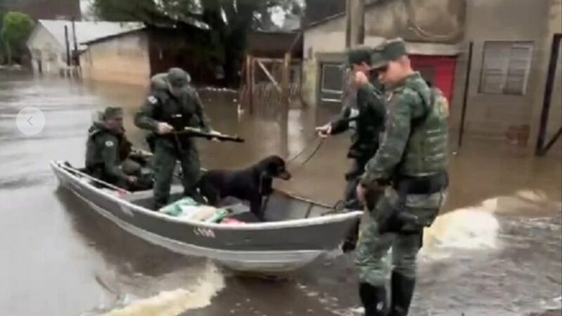 Vídeo: policiais de Minas Gerais atuam no salvamento de animais de estimação