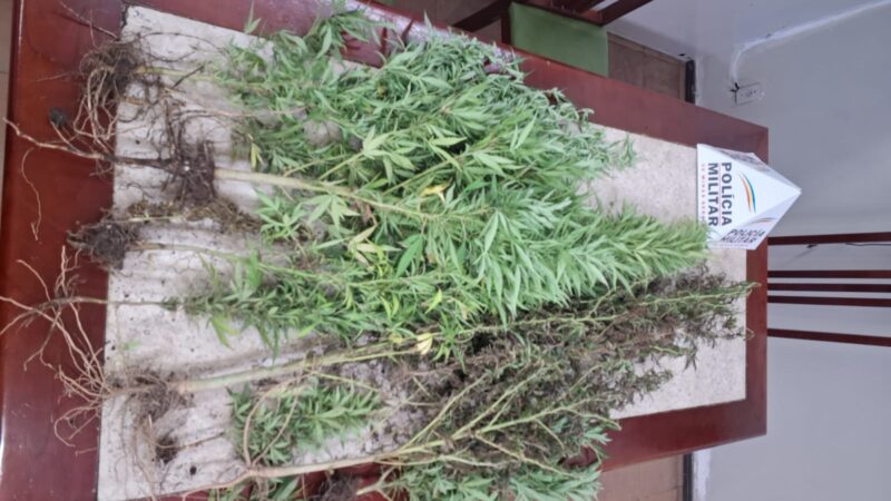 Onze pés de maconha são apreendidos no bairro Parque Jardim