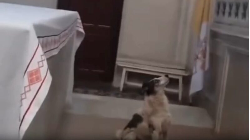 Vídeo: os animais podem sentir presenças que não sentimos?